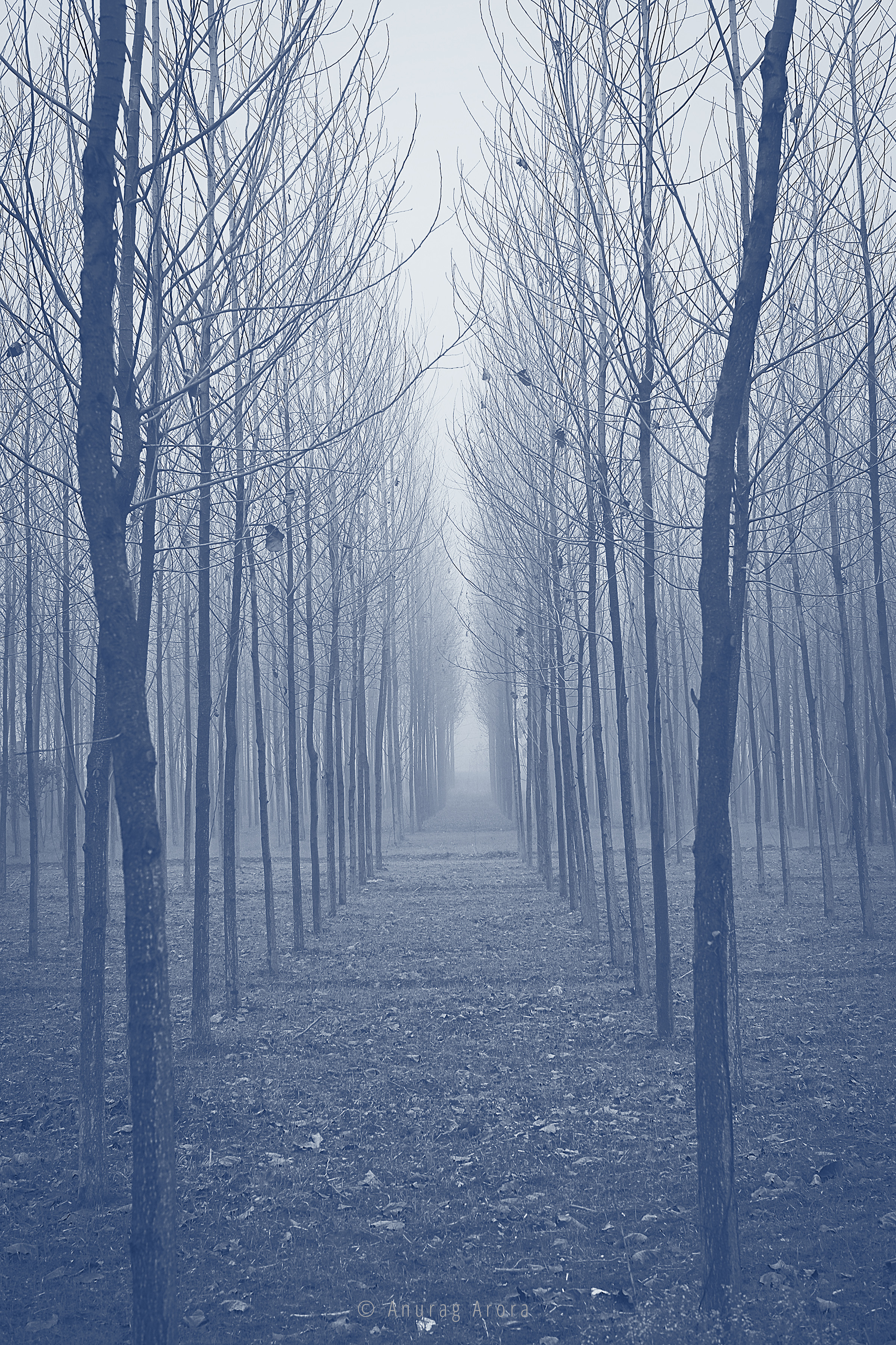 Army of Trees, North India
