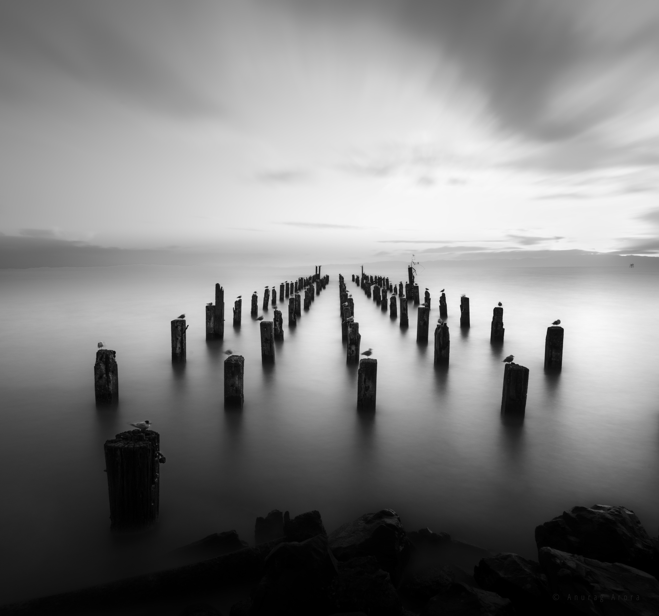 Birds on Broken Wharf Posts, New Zealand
