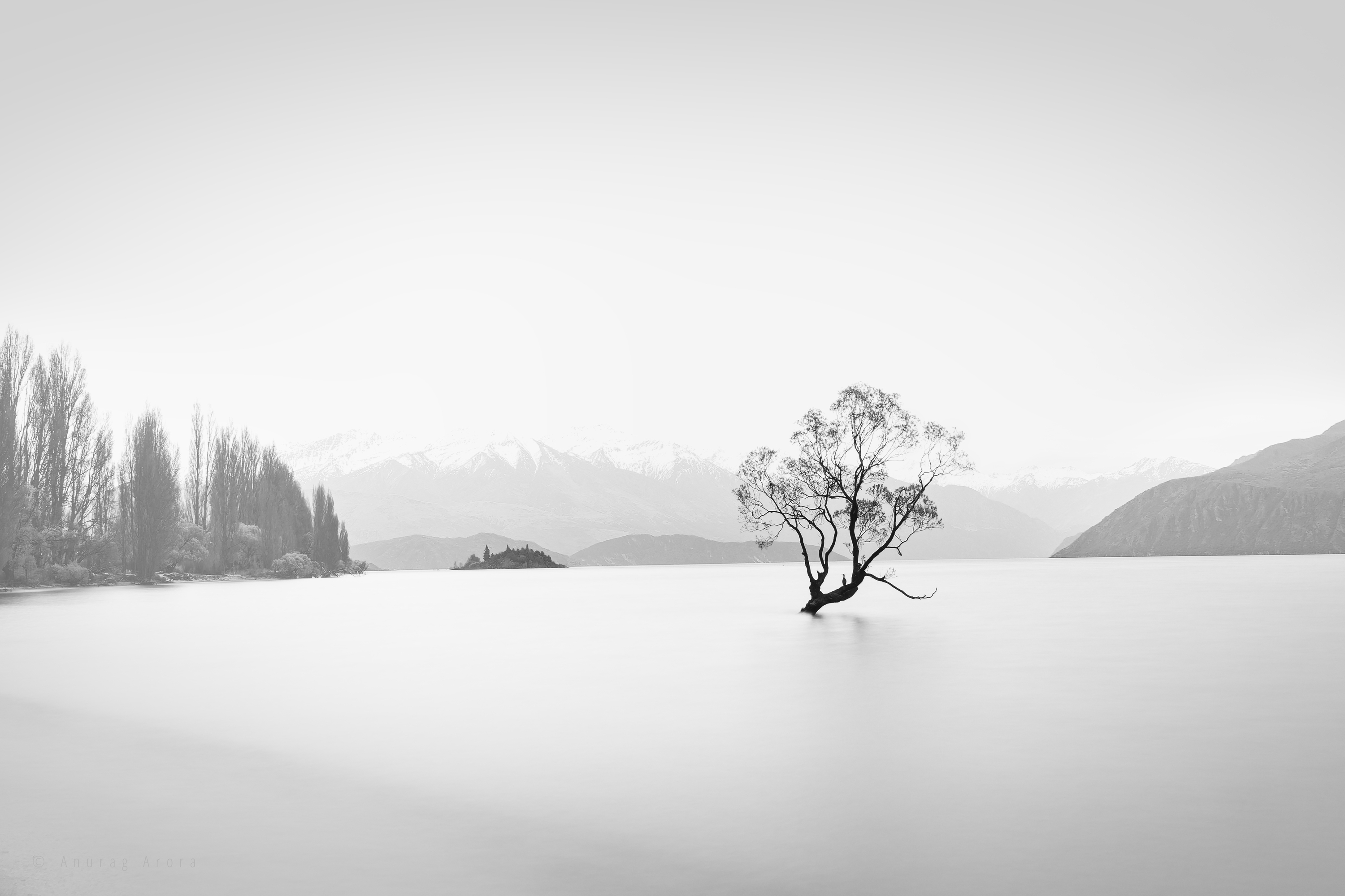 Lone Tree, Lake Wanaka, New Zealand
