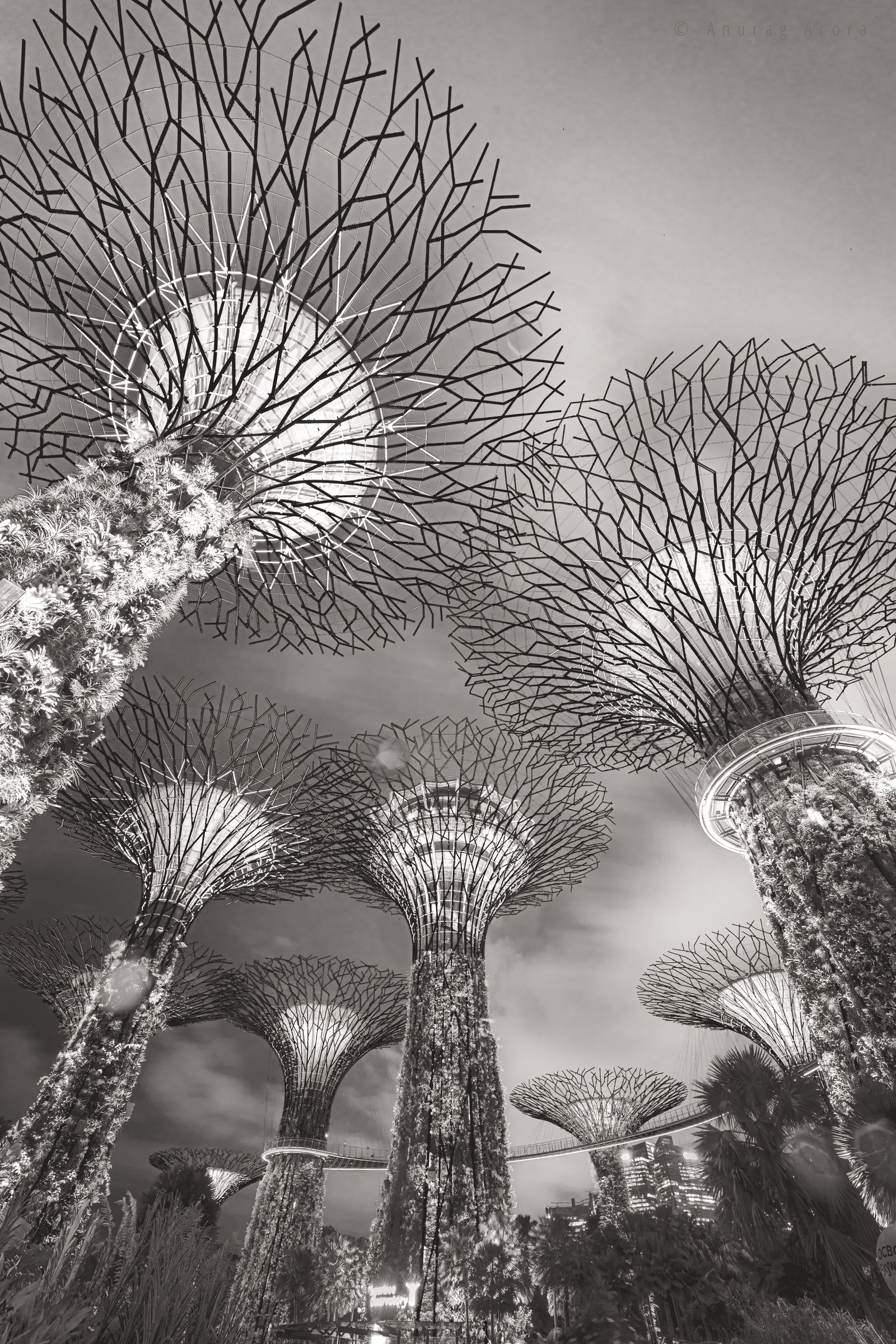 Supertree Grove, Singapore
