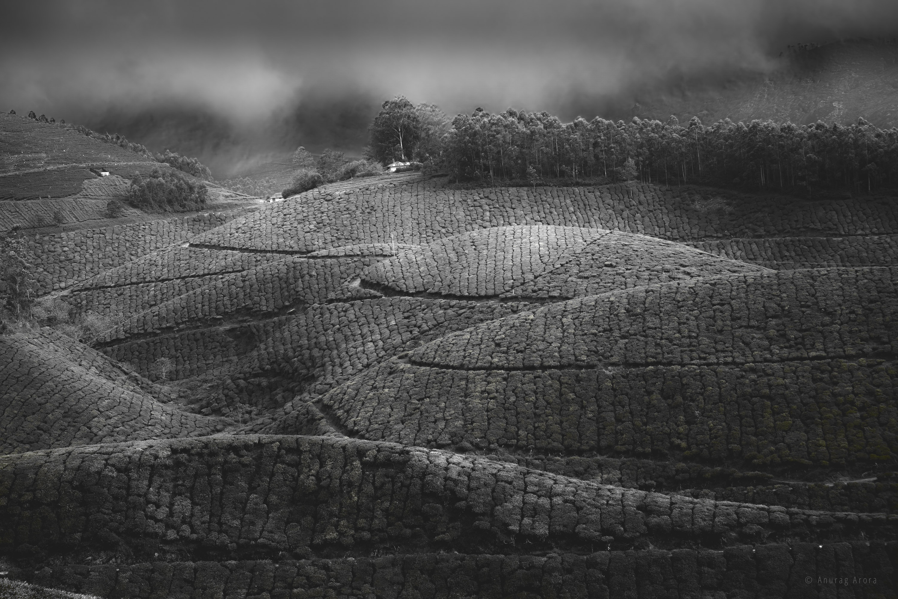 Tea Garden, Munnar, India
